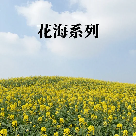 花海系列怎么选?专业推荐